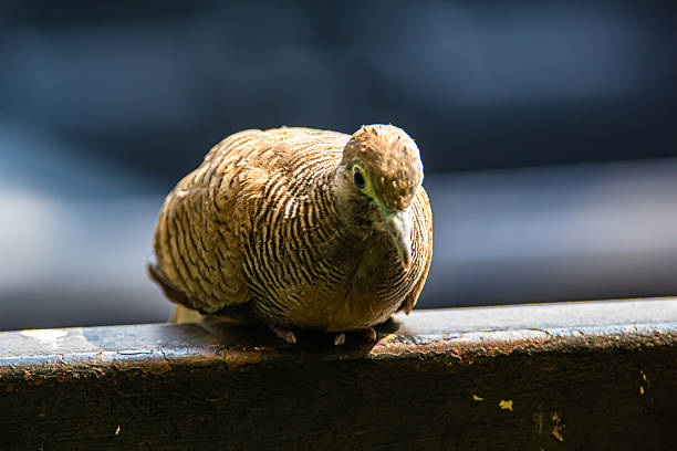 closeup view of beautiful zebra dove in nature