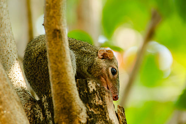 istock beautiful northern treeshrew 2228031707