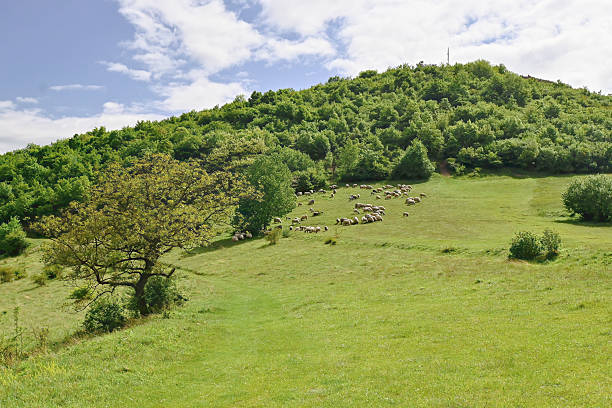 Flock of sheep grazing on a green hillside meadow surrounded by lush trees under a partly cloudy blue sky.