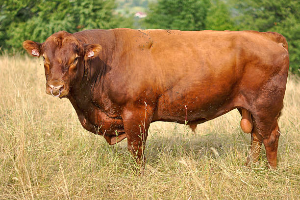 istock Brown bull with nose ring standing in tall dry grass 2228032344