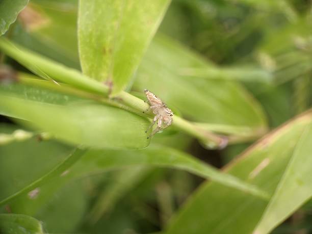 istock Close-up of jumping spider on leaf 2228032427