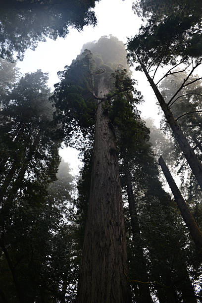 istock Massive redwood tree in fog 2228033076