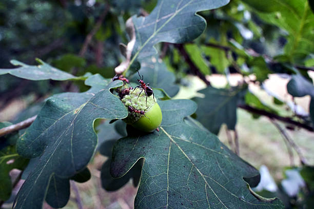 close-up of ants walking on a leaf and acorn on an oak tree, Poland
