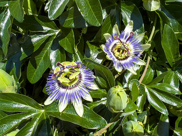 istock Passion Flowers in Lush Greenery 2228033766
