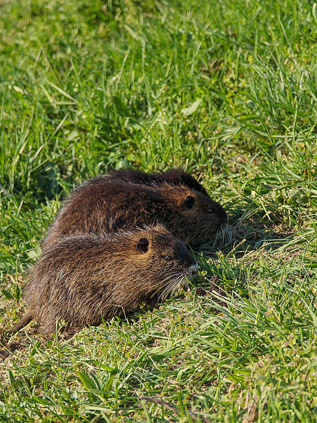 istock Two young nutrias resting on green grass in natural outdoor setting 2228033926