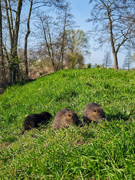 istock Three young nutrias sitting on a grassy riverbank in early spring 2228033934