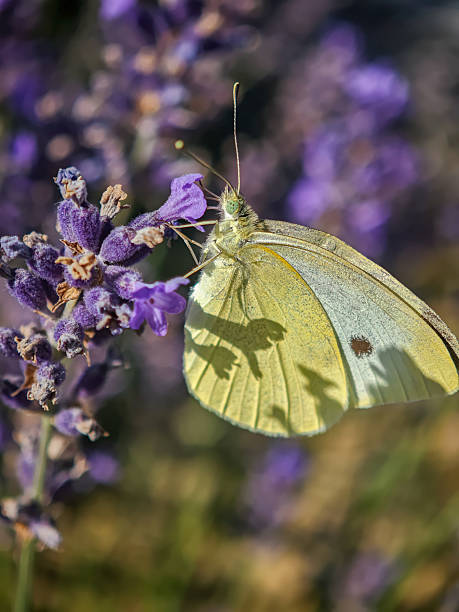 istock Side view of a cabbage white butterfly on lavender flower 2228035086