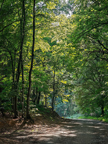 istock Sunlit forest path surrounded by tall green trees in summer woodland 2228035131
