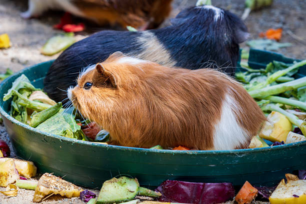 Two guinea pigs are seen enjoying a variety of fresh vegetables in a green feeding tray. The scene is colourful and lively, with food scattered around, capturing the natural behavior of these small, social animals in a domestic or farm setting.