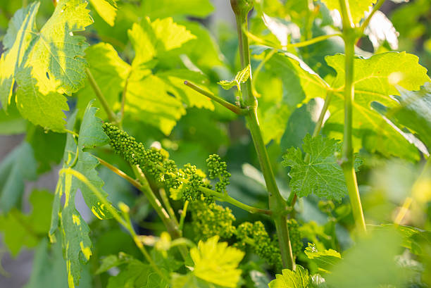istock Young Green Grapes Growing on a Sunny Vineyard 2228038722
