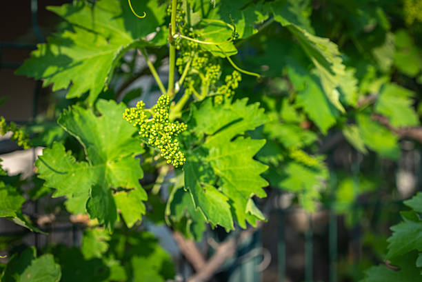 Young Green Grapes Growing on a Sunny Vineyard