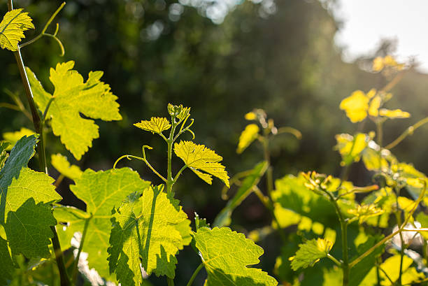 istock Young Green Grapes Growing on a Sunny background 2228039244