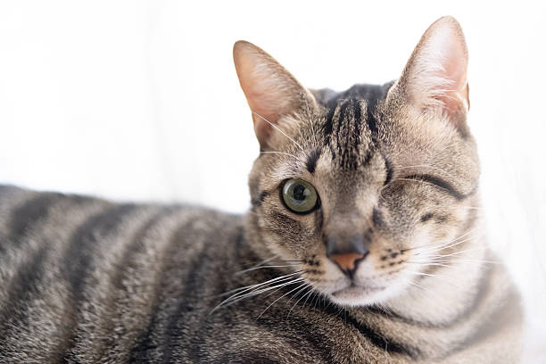 istock A house cat on a carpet 2228040074