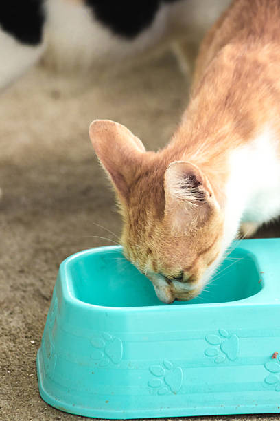 istock orange cat eat food in a bowl 2228040193