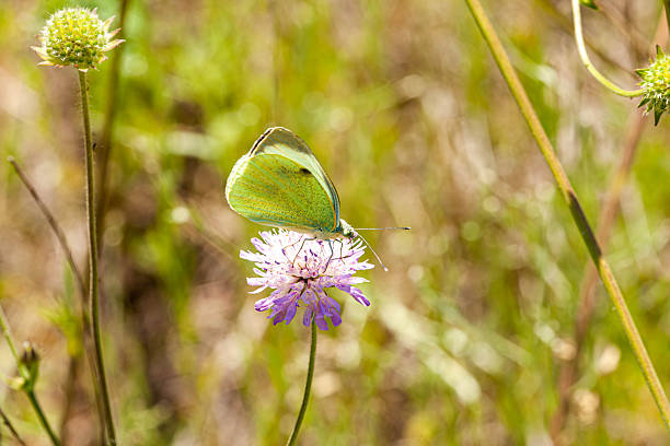 Beautiful yellow butterfly sat down on a flower and drinking nectar.