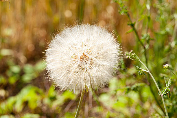 dandelion flower at sunset on grass background. close-up. High quality photo