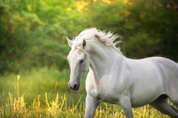 istock Horse in motion on sunrise  forest 2228041808