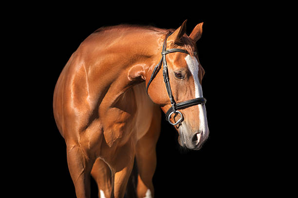 istock Beautiful horse on a dark background 2228041834