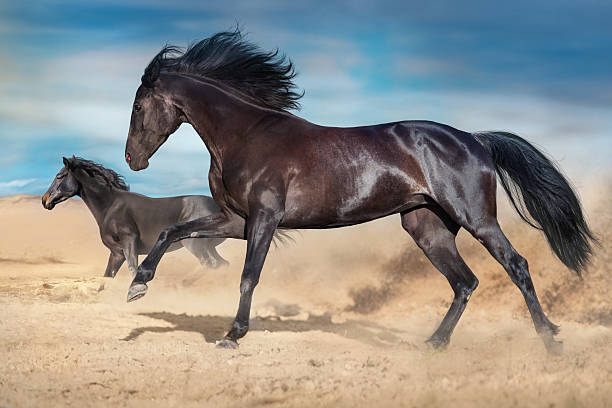 istock Horse herd run in dust 2228041839