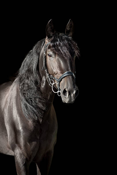istock Black horse with long mane portrait 2228041852