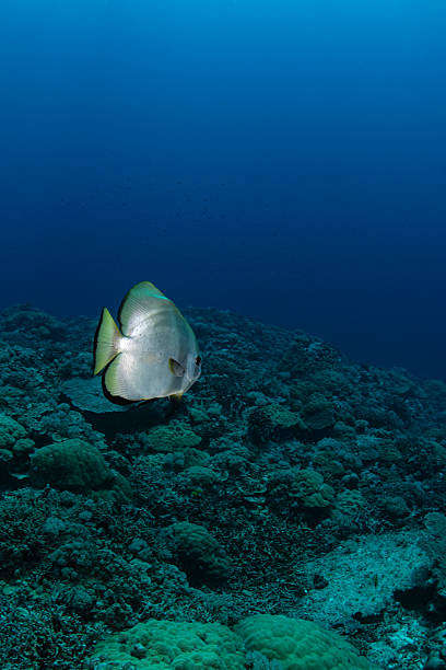 Circular Spadefish or Batfish (Platax orbicularis) and reef in Palau - Micronesia