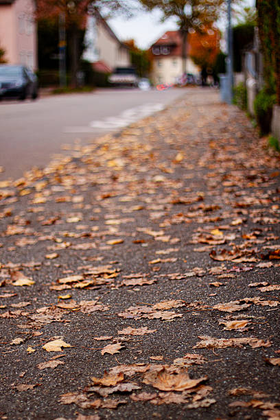 istock A Carpet of Autumn Gold 2228047675