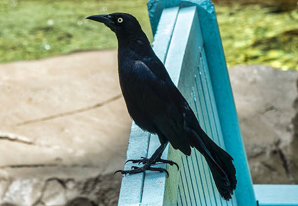 istock Greater Antillean grackle perched on a patio bench 2228048550