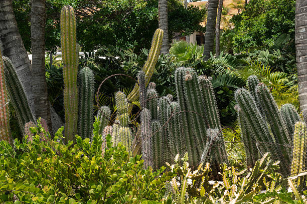 A grove a cacti on the grounds of a resort hotel