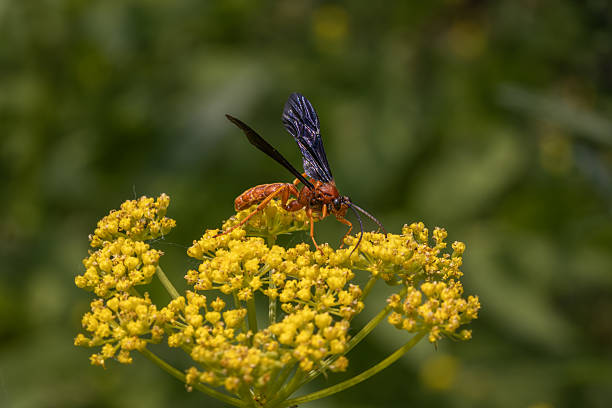 A single Buysson's Paper Wasp female (Polistes buyssoni), an invasive species from North America, begins to build its paper nest brood cells on the side of a boulder in central Chile, near the capital Santiago.