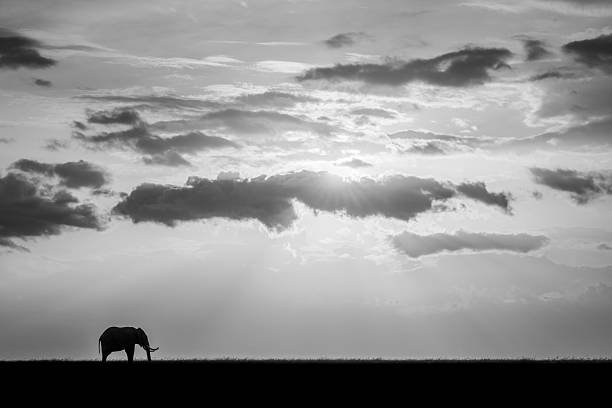 Mono African bush elephant on sunset horizon