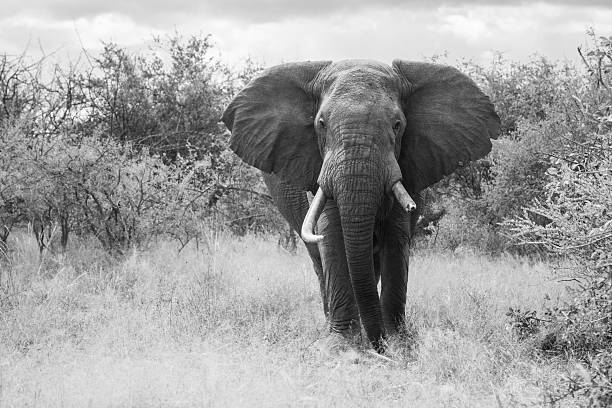 istock Mono African bush elephant stands in bushes 2228050770