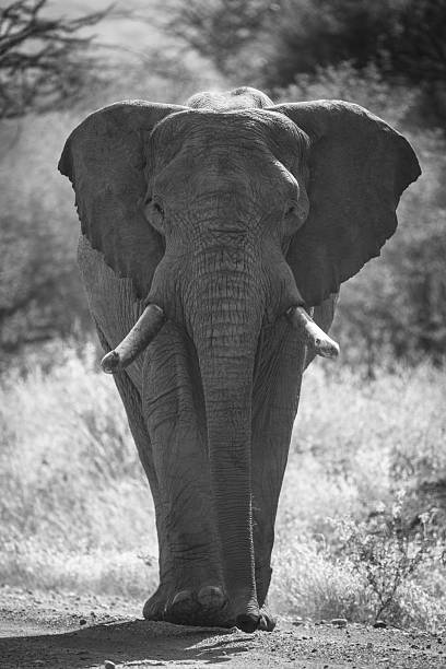 istock Mono African elephant crosses track toward camera 2228050793