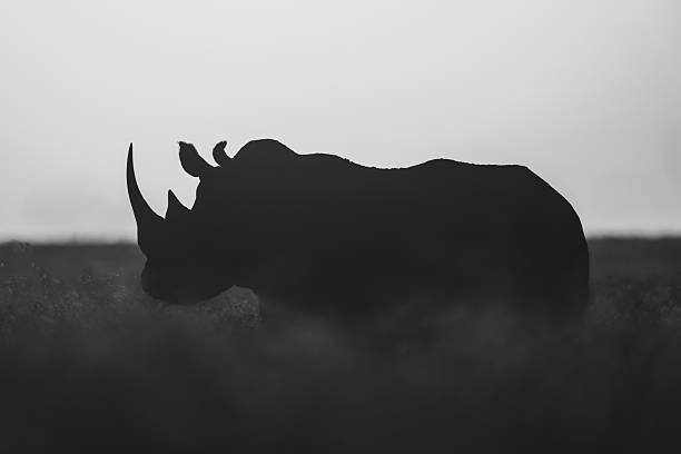 Mono black rhino stands on dawn horizon