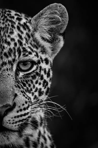 istock Mono close-up of leopard cub half face 2228052704