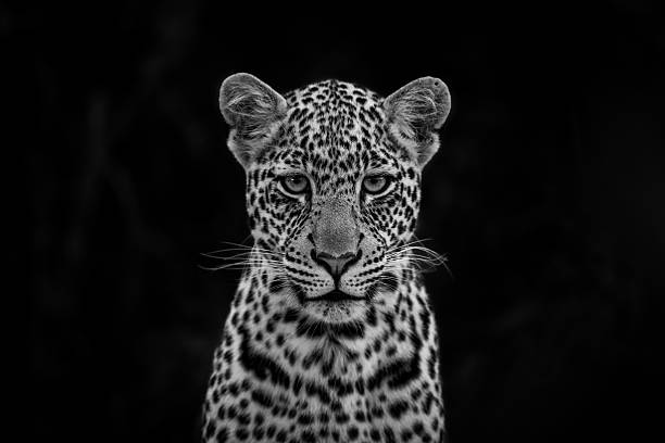 istock Mono close-up of leopard cub watching camera 2228052706