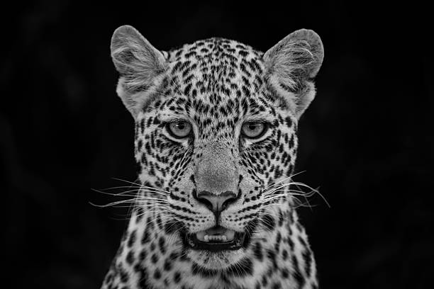 istock Mono close-up of leopard cub facing camera 2228052707