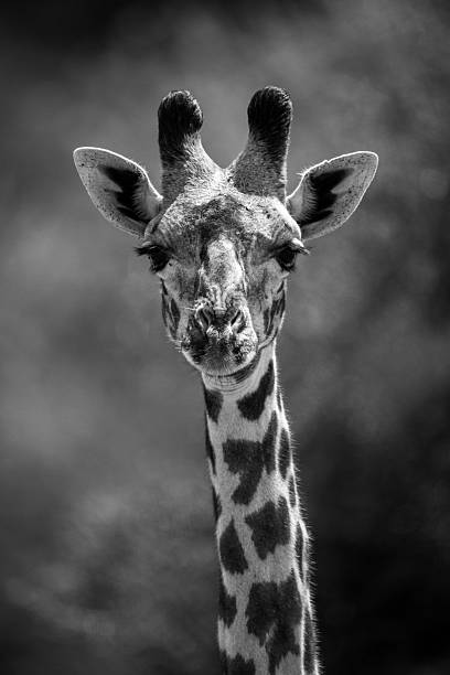 istock Mono close-up of giraffe head and neck 2228052710