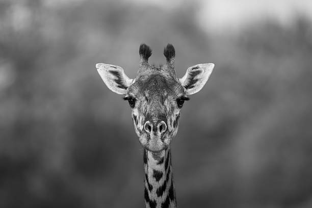 istock Mono close-up of Masai giraffe facing camera 2228053139
