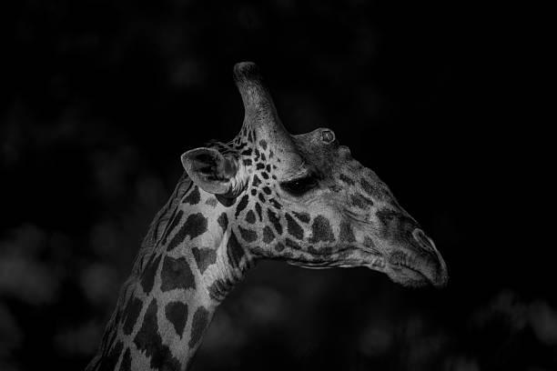 istock Mono close-up of Masai giraffe in shadows 2228053140