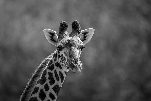 istock Mono close-up of Masai giraffe watching camera 2228053166