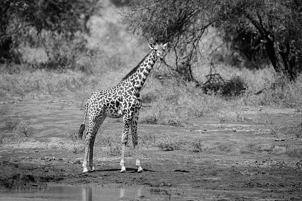 istock Mono female Masai giraffe stands by waterhole 2228053313