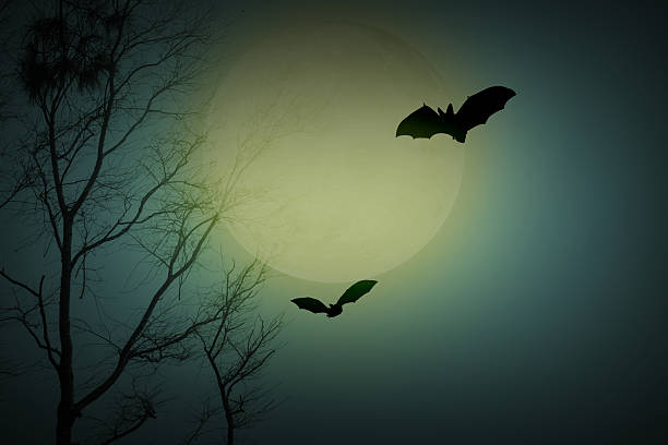 istock Halloween bat flying in forest horror background with full moon and dead trees in the night sky. 2228053769