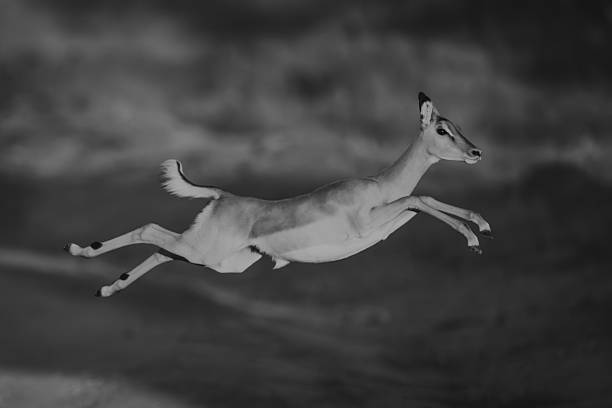 istock Mono impala jumps across road with catchlight 2228054007