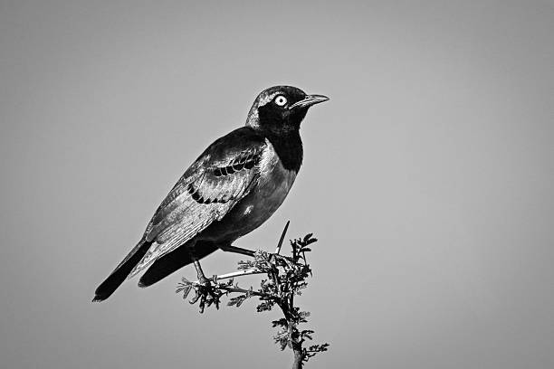istock Mono Hildebrandt starling in profile under sky 2228054011
