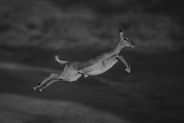 istock Mono impala with catchlight jumping across road 2228055419