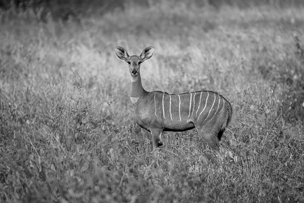 istock Mono lesser kudu in bushes watching camera 2228055969