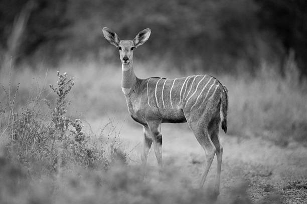 istock Mono lesser kudu on track watching camera 2228055970