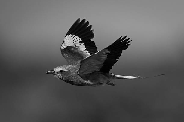 istock Mono lilac-breasted roller flies past lifting wings 2228055989