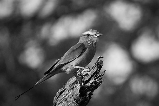 istock Mono lilac-breasted roller on stump in sunshine 2228055992