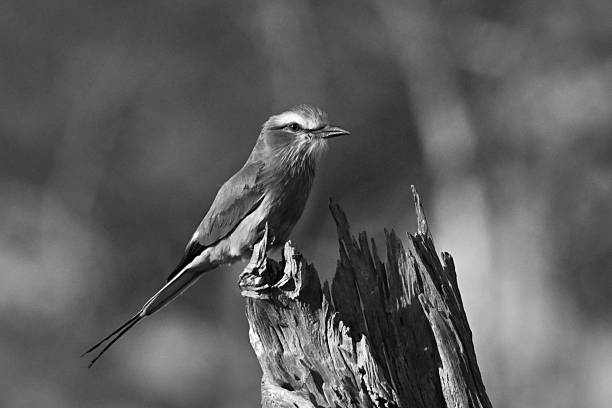 istock Mono lilac-breasted roller on stump with catchlight 2228055994